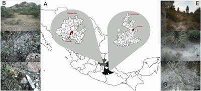 Differences in the Cyanobacterial Community Composition of Biocrusts From the Drylands of Central Mexico. Are There Endemic Species?